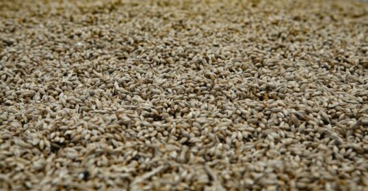 Floor Malting: Why Traditional Methods Cost More (2026 Guide)